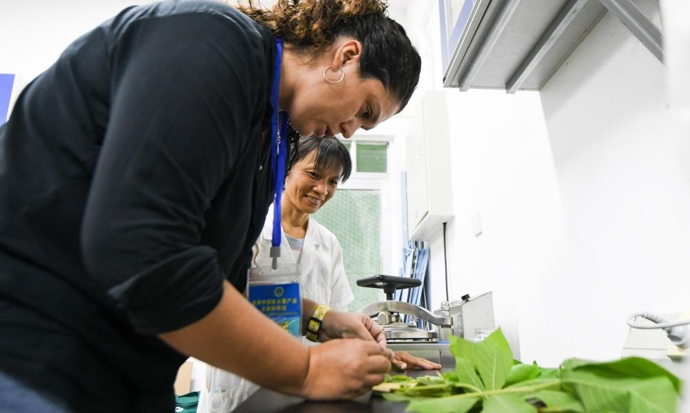 9月17日，來自哥倫比亞的研修班學(xué)員埃文·奧拉亞（左）在中國(guó)專家的指導(dǎo)下學(xué)習(xí)實(shí)操木薯組培快速繁育技術(shù)。