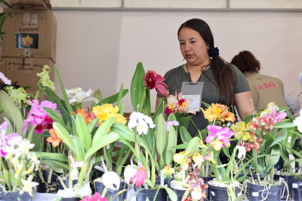 9月14日至17日，哥倫比亞首都波哥大舉辦蘭花展。