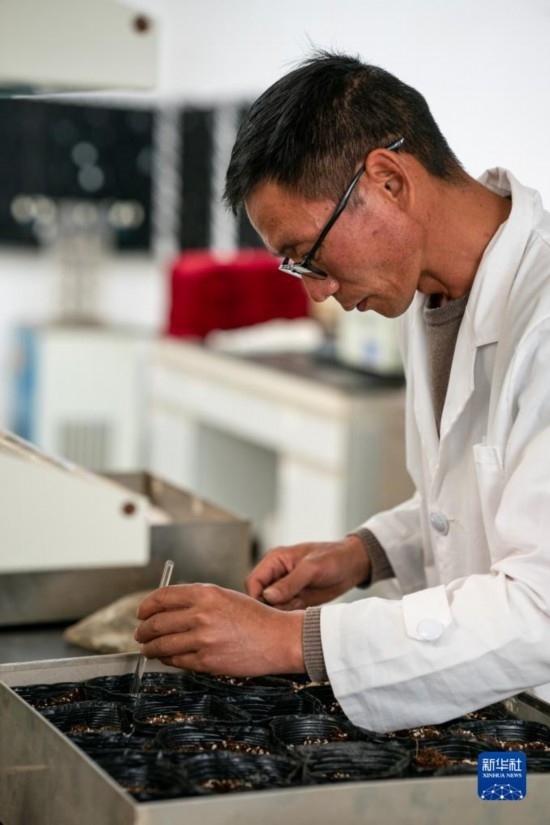 技術(shù)員田連通在實(shí)驗(yàn)室播種太空種子（4月3日攝）。