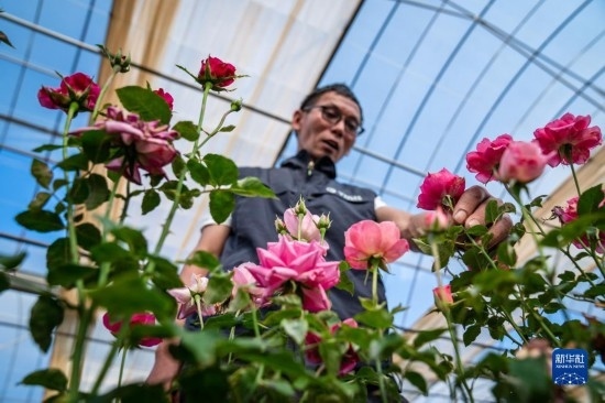 在云南省安寧市現(xiàn)代農(nóng)業(yè)園區(qū)玫瑰種植示范園，技術(shù)員田連通觀察玫瑰花（10月20日攝）。