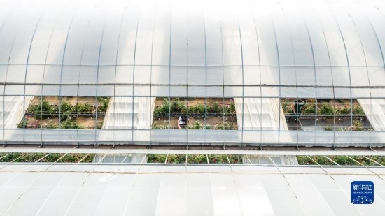 云南省安寧市現(xiàn)代農(nóng)業(yè)園區(qū)玫瑰種植示范園一景（無(wú)人機(jī)照片，10月20日攝）。