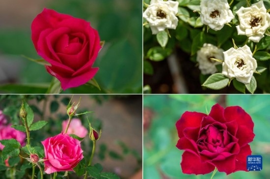 這是云南省安寧市現(xiàn)代農(nóng)業(yè)園區(qū)玫瑰種植示范園里玫瑰新品種的拼版照片。
