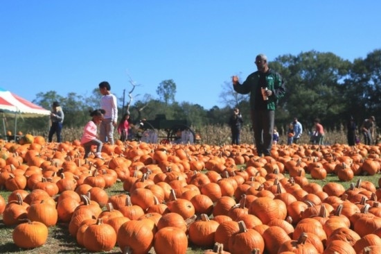  2020年10月31日，在美國新奧爾良市，人們在南瓜農(nóng)場里玩耍。新華社發(fā)（魏蘭攝）