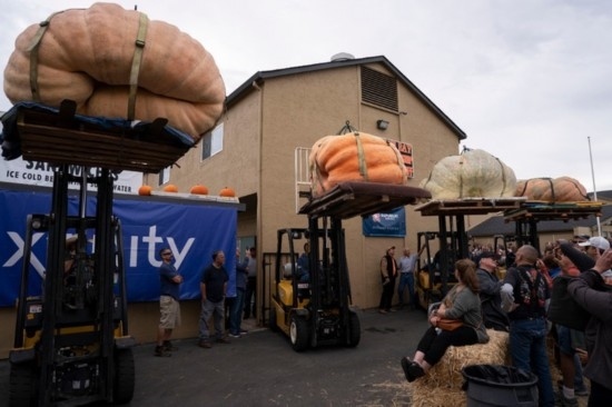  10月9日，在美國加利福尼亞州圣馬特奧縣半月灣舉行的南瓜稱重大賽現(xiàn)場，人們圍觀參賽的南瓜。新華社發(fā)（李建國攝）