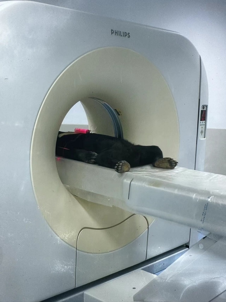長隆野生動物世界的動物醫(yī)院內，馬來熊在做核磁共振檢查。人民網記者 李舫攝