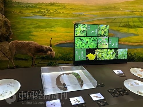  （中醫(yī)藥博物館展出的各類中藥材令人應(yīng)接不暇。中國(guó)經(jīng)濟(jì)周刊記者 郭志強(qiáng) 攝）