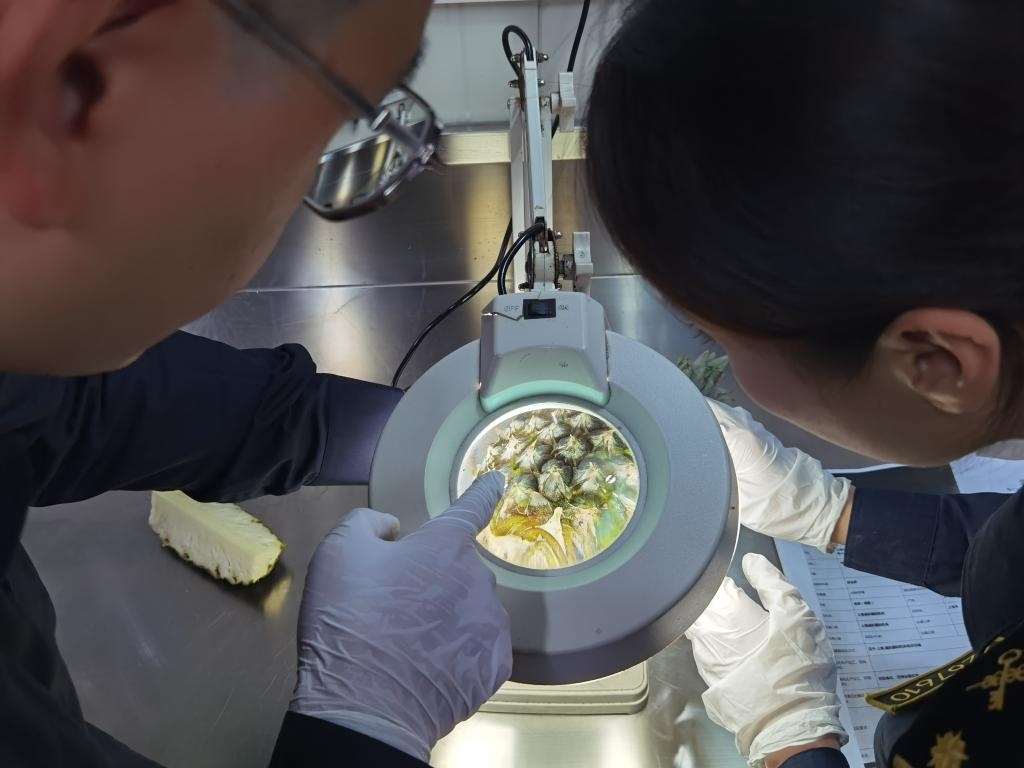 11月3日，上海海關(guān)關(guān)員對(duì)首批入境中國、參展第六屆進(jìn)博會(huì)的貝寧菠蘿進(jìn)行檢驗(yàn)檢疫。新華社記者 吳宇 攝