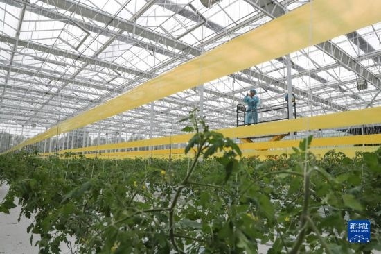 11月4日，在南通市通州區(qū)十總鎮(zhèn)的圓宏萬嘉智慧農(nóng)場，技術(shù)員給番茄苗“盤頭”。