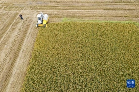 11月4日，在南通市通州區(qū)十總鎮(zhèn)育民村農(nóng)場，一臺設(shè)置好參數(shù)的無人收割機在工作中（無人機照片）。