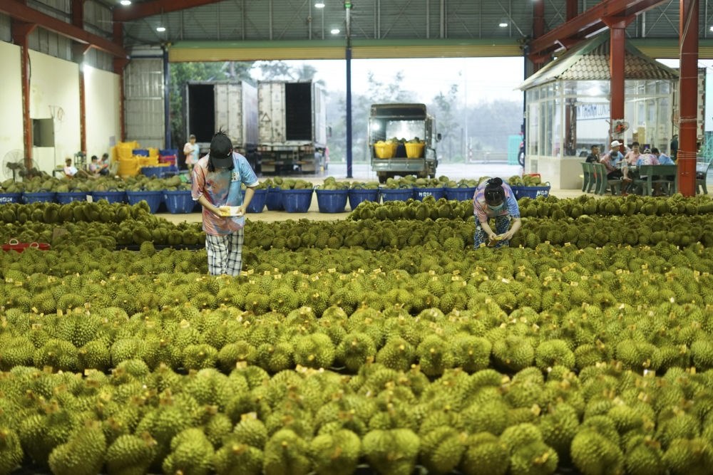 2023年9月15日，在越南多樂省一家榴蓮加工廠，工人在給即將出口到中國的榴蓮包裝貼牌。隨著《區(qū)域全面經(jīng)濟伙伴關(guān)系協(xié)定》紅利釋放，中國—東盟貿(mào)易規(guī)模進一步擴大。越來越多東盟國家的優(yōu)質(zhì)水果便捷地進入中國市場，走上消費者的餐桌。