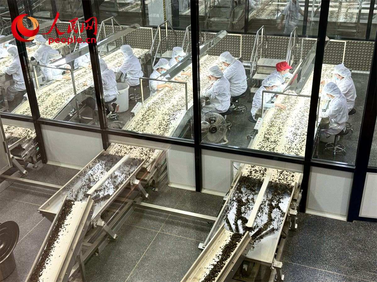 工人在對茶葉進行目視揀剔。人民網(wǎng)記者 劉微攝