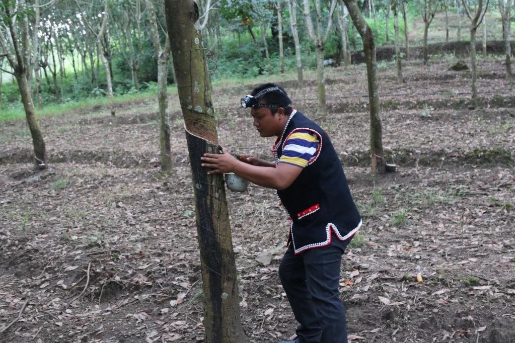 2017年10月，云南省永德縣團樹村佤族膠農(nóng)蔣文富在割膠