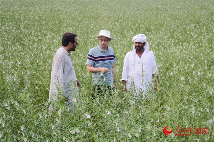 中巴經(jīng)濟(jì)走廊農(nóng)業(yè)合作中心負(fù)責(zé)人席建龍（中）與巴基斯坦當(dāng)?shù)剞r(nóng)戶在芝麻種植園交流作物生長(zhǎng)情況。人民網(wǎng)記者薩義德·邁赫迪攝