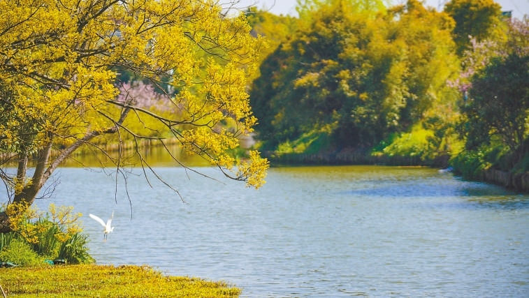  碧波蕩漾 浙江嘉興市海鹽縣望海街道永福社區(qū)荷花池，一汪碧水波光粼粼，風(fēng)光旖旎。當(dāng)?shù)厥冀K堅持綠色發(fā)展，促進(jìn)人與自然和諧共生。 肖弗勒模具（嘉興）有限公司德國籍經(jīng)理 湯姆·魯特納攝 “當(dāng)?shù)卮迕窀嬖V我，如今環(huán)境變好了，茶余飯后，大家都會到河邊散散步，欣賞美景，和鄰居聊聊天。我想，好生態(tài)是大自然的饋贈，更是長三角地區(qū)大力治理生態(tài)環(huán)境的結(jié)果。希望美麗中國的綠色發(fā)展之路越走越好?！? /></p> <p style=
