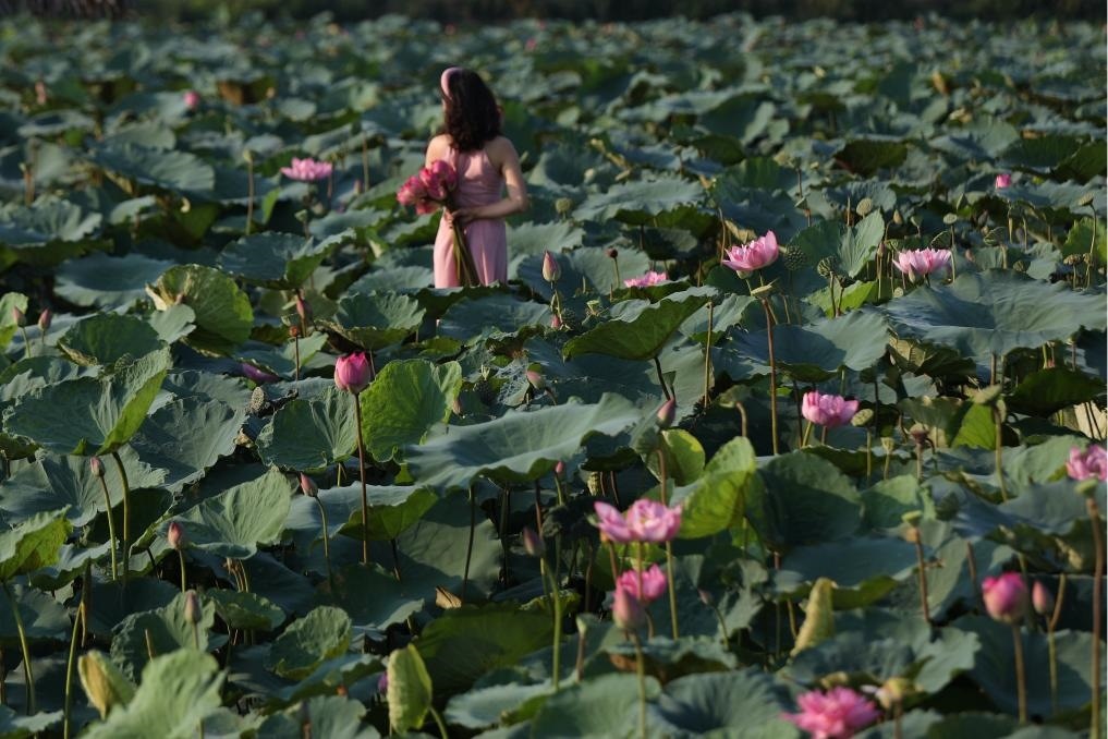 這是2020年7月15日，一名女子在越南首都河內(nèi)西湖畔的荷花叢中留影。