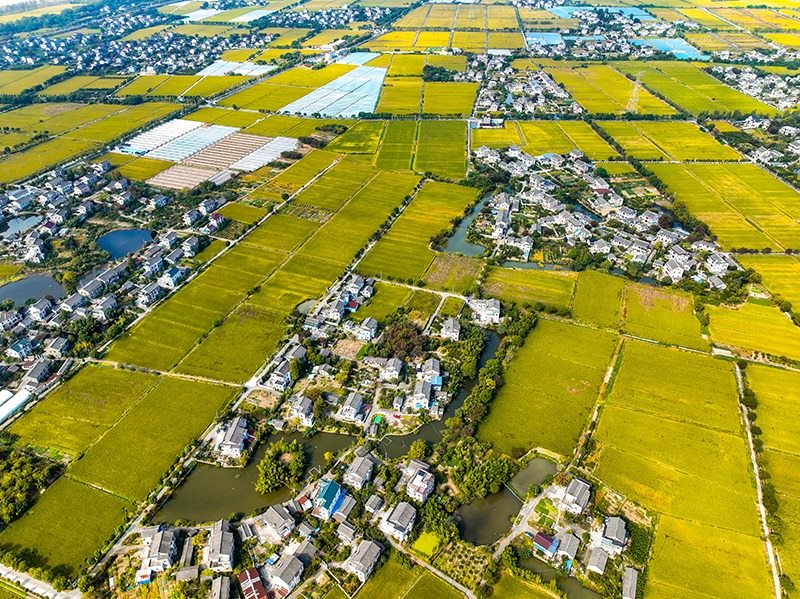 2023年10月22日，浙江海寧市黃灣鎮(zhèn)，金秋時節(jié)，金黃色的稻田與美麗鄉(xiāng)村構(gòu)成一幅寧靜祥和的畫卷。