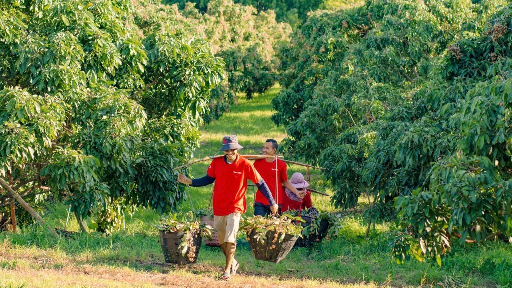 2023年10月，泰國尖竹汶府的龍眼種植園內(nèi)，采果工人正在運(yùn)輸新采摘的龍眼。（黎銀成攝 新華社發(fā)）