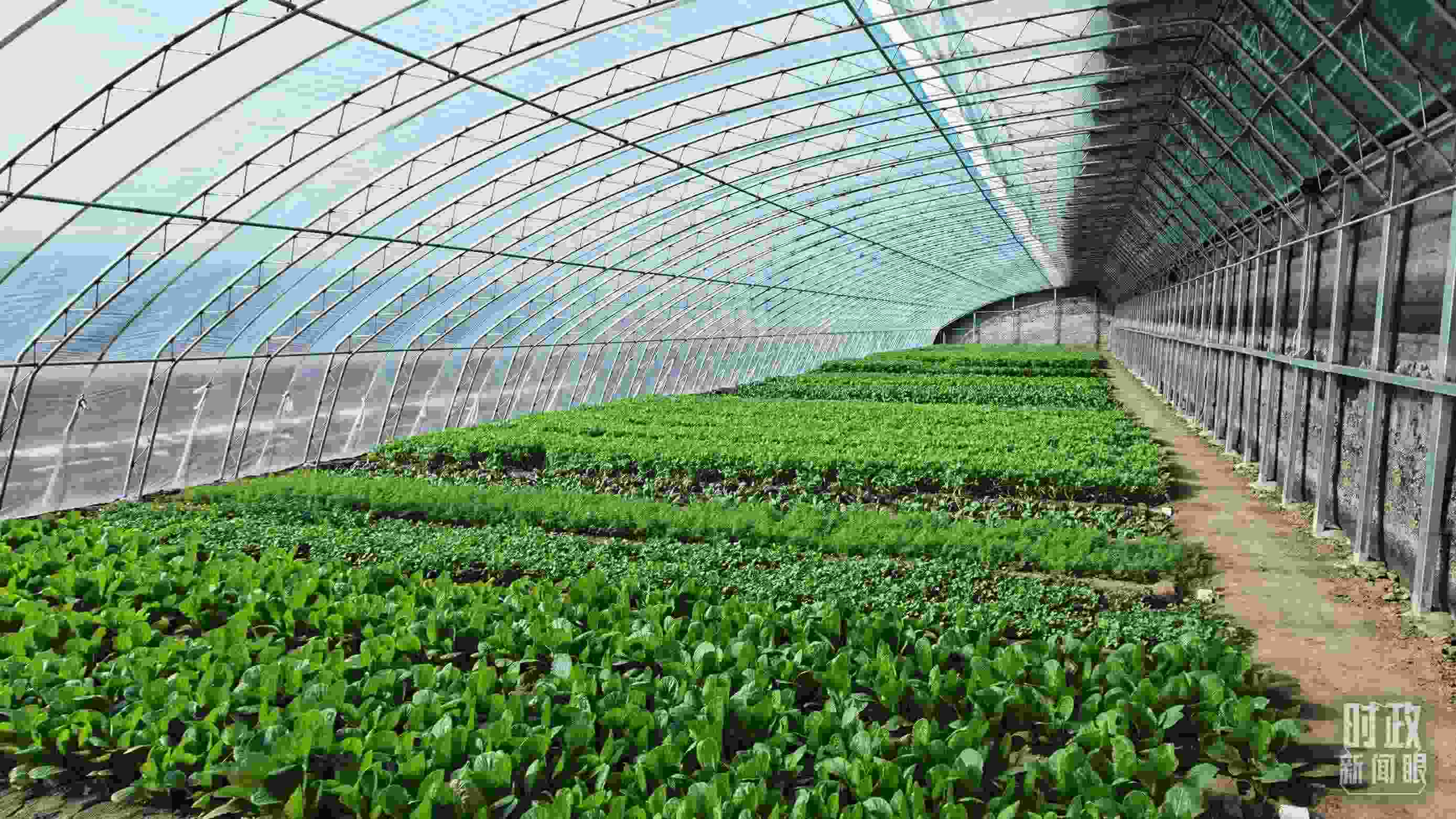 △第六埠村蔬菜大棚。（總臺央視記者郭鴻拍攝）