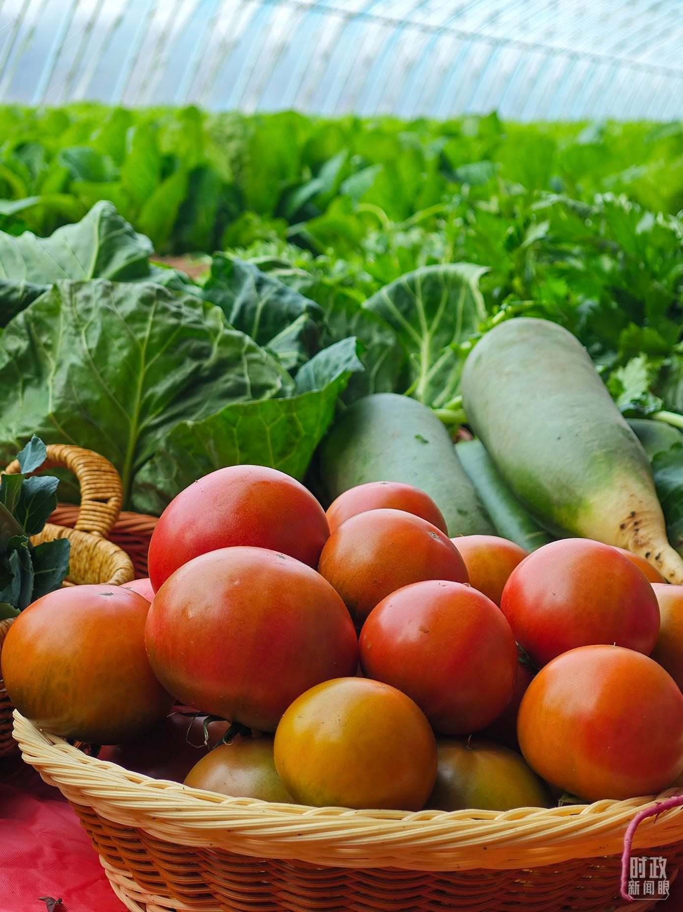 △第六埠村蔬菜大棚，蔬菜收獲頗豐。（總臺央視記者彭漢明拍攝）