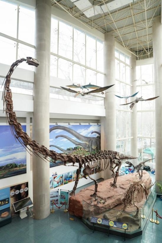 南京古生物博物館展出的馬門溪龍模型。新華社記者李博 攝