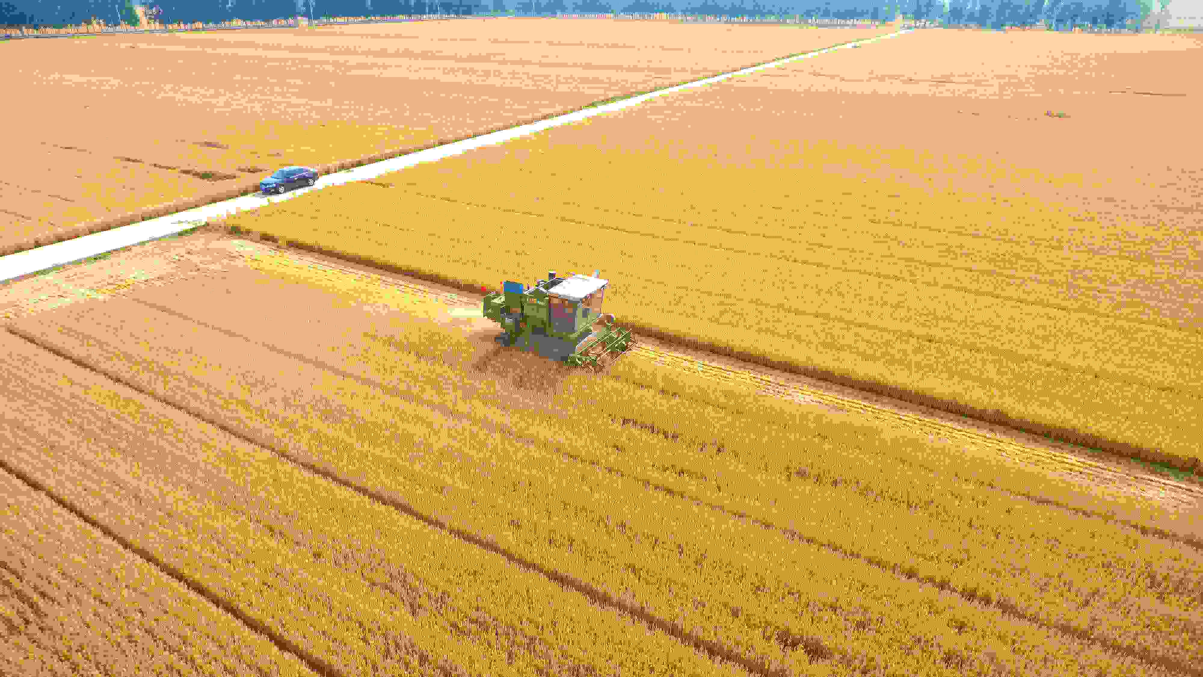 △ 2023年6月5日，山東聊城茌平區(qū)賈寨鎮(zhèn)王藥包村，收割機在田間進行小麥?zhǔn)崭钭鳂I(yè)。