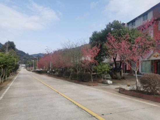 道路兩旁的山櫻花。將樂縣農(nóng)業(yè)農(nóng)村局供圖