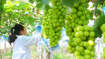 小屯村葡萄園里的陽光玫瑰葡萄。肖俊楠攝