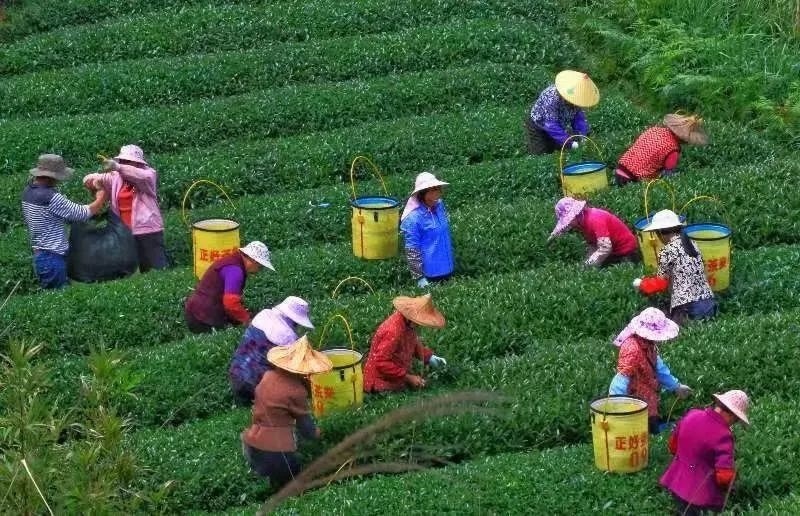 △軍營(yíng)村茶農(nóng)在茶園采茶。