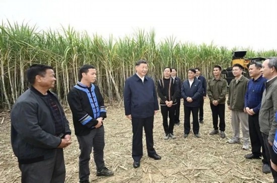 2023年12月14日，習近平總書記在廣西來賓市國家現(xiàn)代農(nóng)業(yè)產(chǎn)業(yè)園黃安優(yōu)質(zhì)“雙高”糖料蔗基地考察。