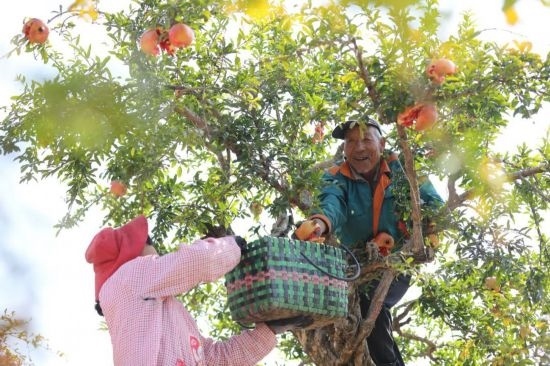 紅彤彤的石榴掛滿枝頭，農(nóng)戶們穿梭在林中采摘，享受著豐收的喜悅。