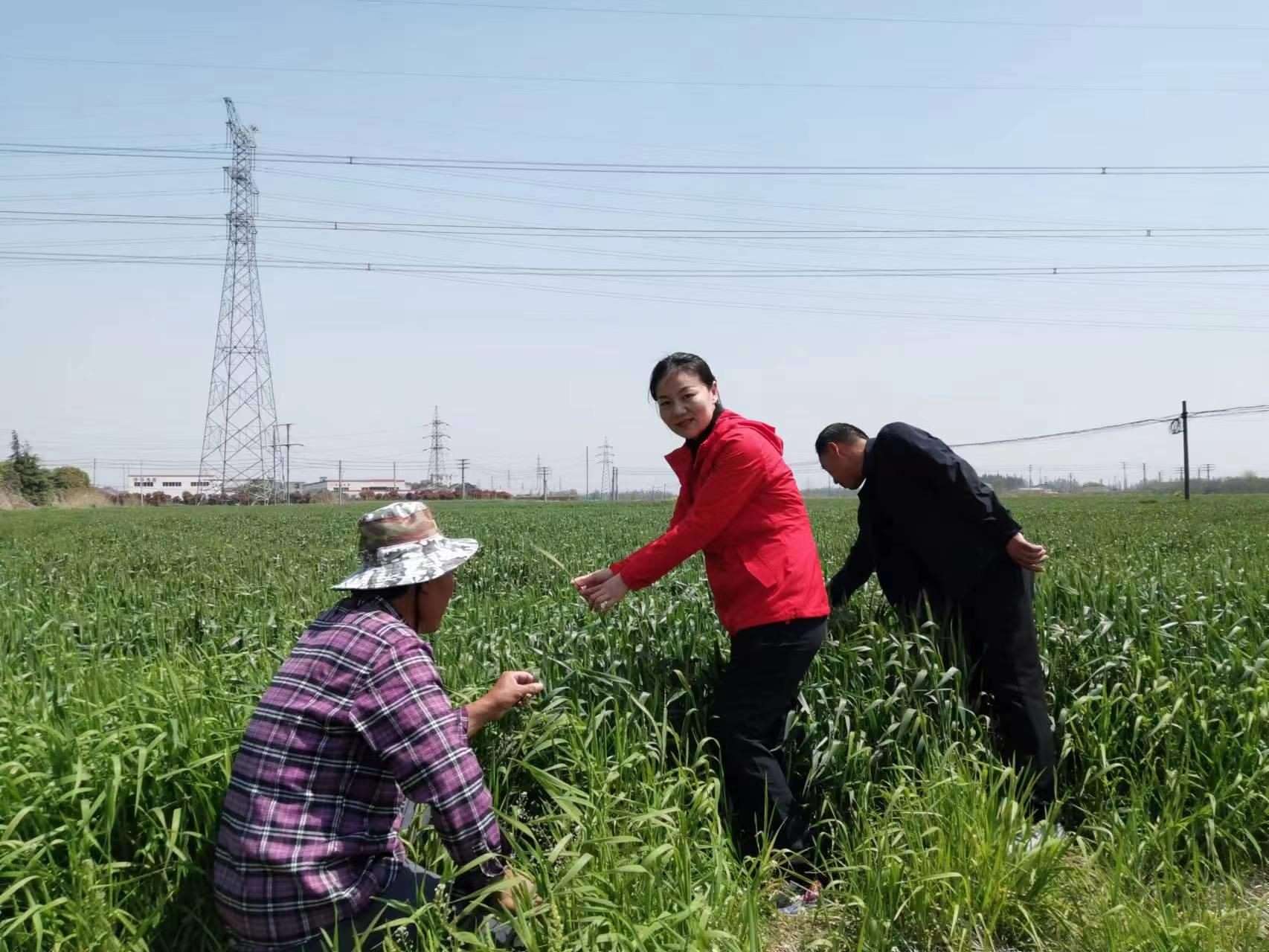 魏巧在田間察看農(nóng)作物長勢。