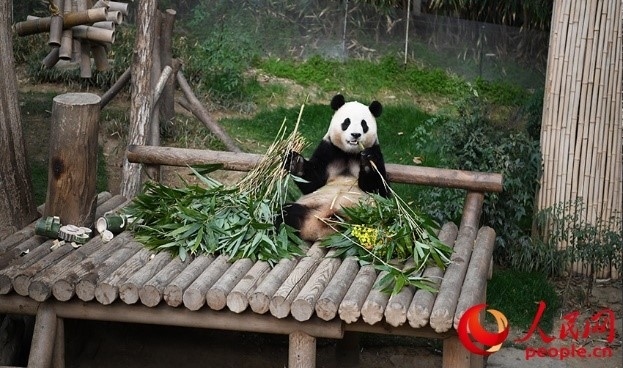 “福寶”享用新鮮的竹子。人民網(wǎng) 李帆攝