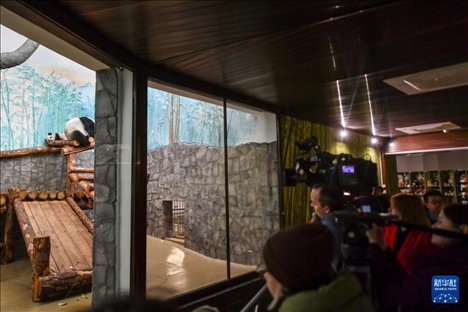 3月8日，人們在俄羅斯莫斯科動物園觀看大熊貓“喀秋莎”（左）和媽媽“丁丁”。新華社記者 曹陽 攝