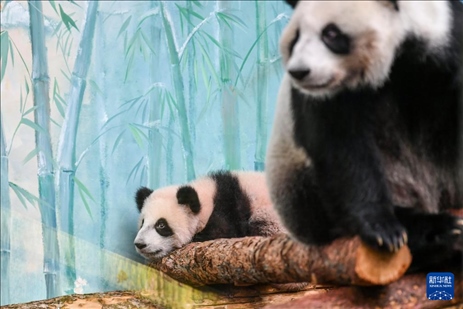 這是3月8日在俄羅斯莫斯科動物園拍攝的大熊貓“喀秋莎”（左）和媽媽“丁丁”。新華社記者 曹陽 攝