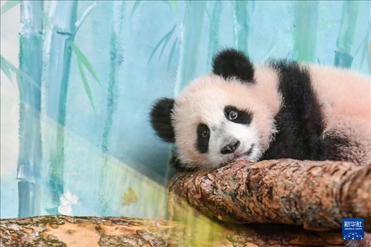 這是3月8日在俄羅斯莫斯科動物園拍攝的大熊貓“喀秋莎”。新華社記者 曹陽 攝