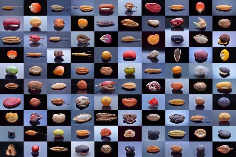 微距鏡頭下，湖南省農(nóng)作物種質(zhì)資源庫的種子千姿百態(tài)（100個種子拼版照片）。