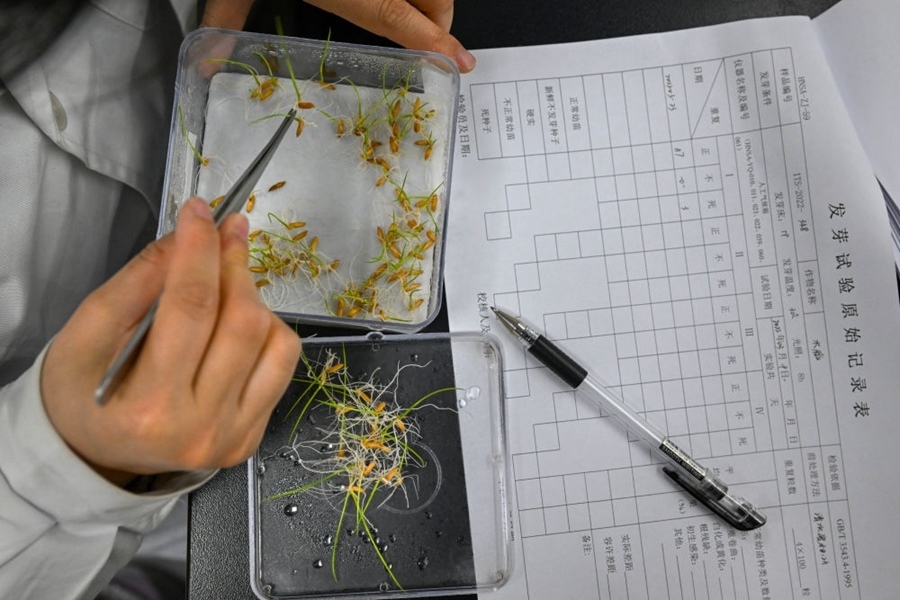 2022年3月23日，在湖南省農(nóng)作物種質(zhì)資源庫實驗室，檢測員對保存的水稻種子進行發(fā)芽試驗檢測。