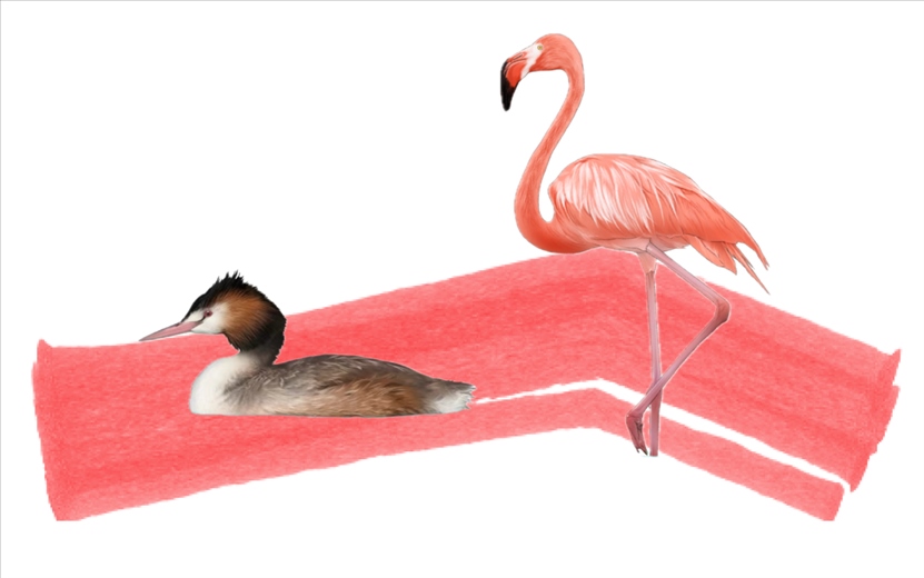 奇跡鳥(niǎo)類（火烈鳥(niǎo)總目）。浙江大學(xué)供圖