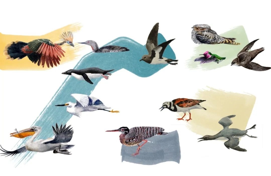 元素鳥(niǎo)類。浙江大學(xué)供圖