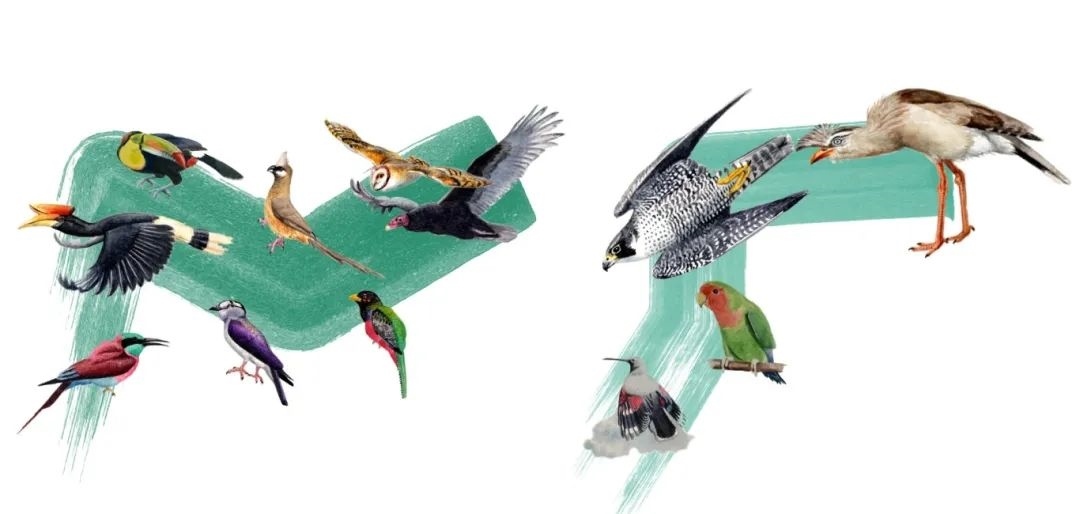 陸鳥(niǎo)類。浙江大學(xué)供圖