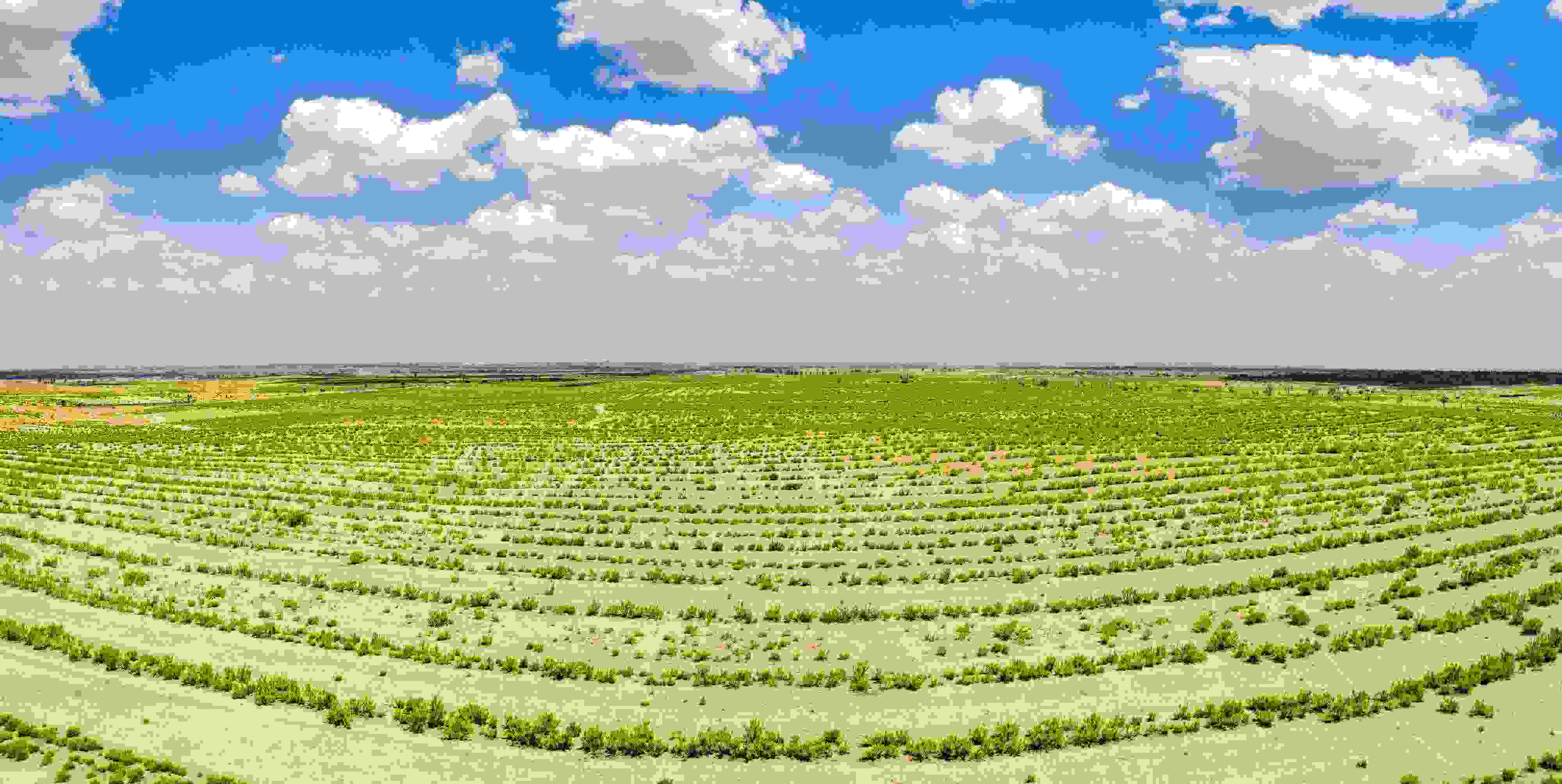 2023年6月7日，內(nèi)蒙古鄂爾多斯，毛烏素沙漠。