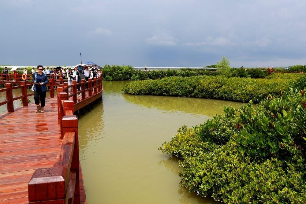 △2023年6月13日，人們?cè)趶V東湛江市麻章區(qū)金牛島觀賞紅樹(shù)林。
