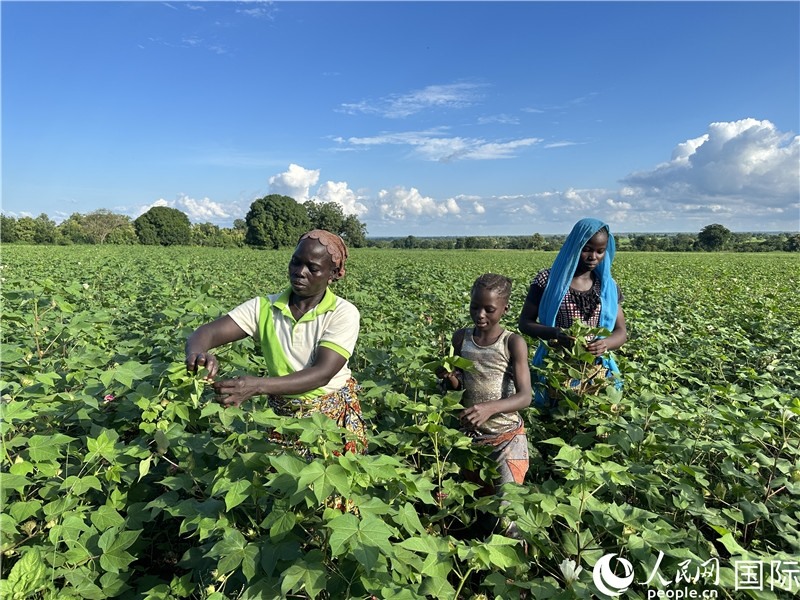 當(dāng)?shù)孛揶r(nóng)在麥田里勞作。人民網(wǎng)記者 黃培昭攝