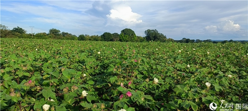 中國技術(shù)培養(yǎng)的當(dāng)?shù)孛藁ㄌ铩Ｈ嗣窬W(wǎng)記者 黃培昭攝