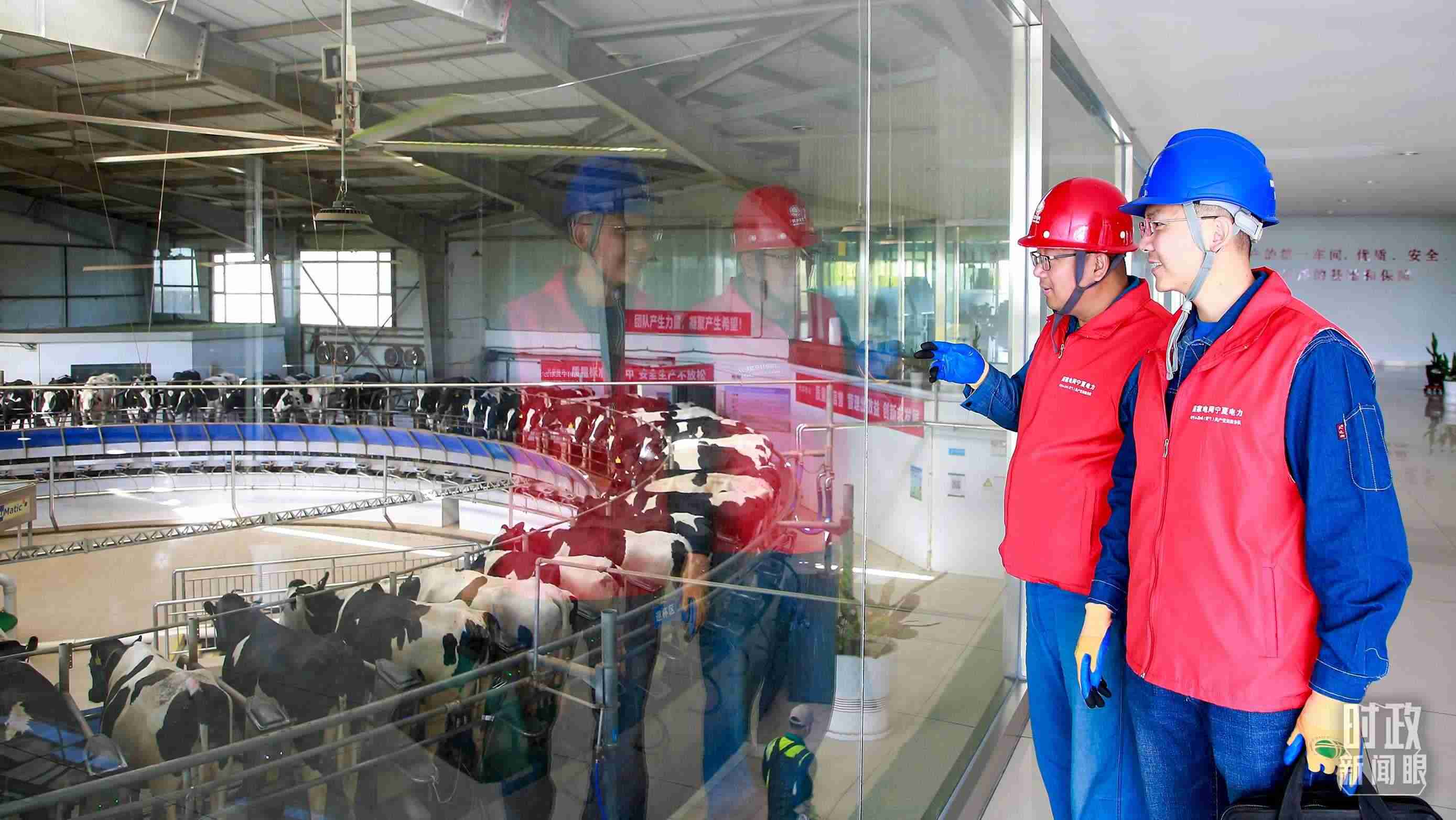  △寧夏銀川，電力員工深入奶牛養(yǎng)殖企業(yè)，助力數(shù)智化養(yǎng)殖。（圖/視覺中國）