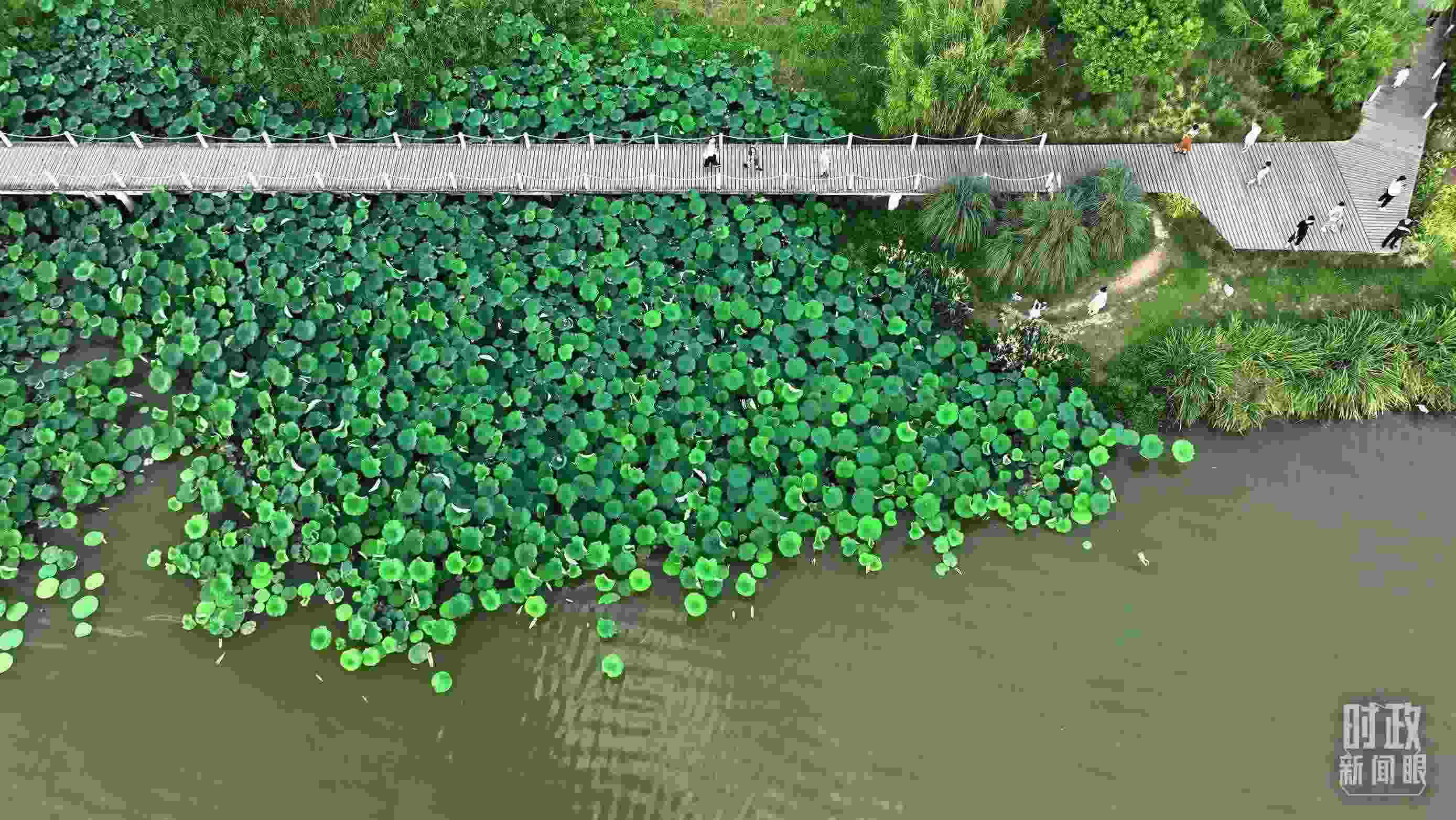 △陜西漢中天漢濕地公園內，游人穿行，荷影婆娑。（總臺記者劉海濤拍攝）