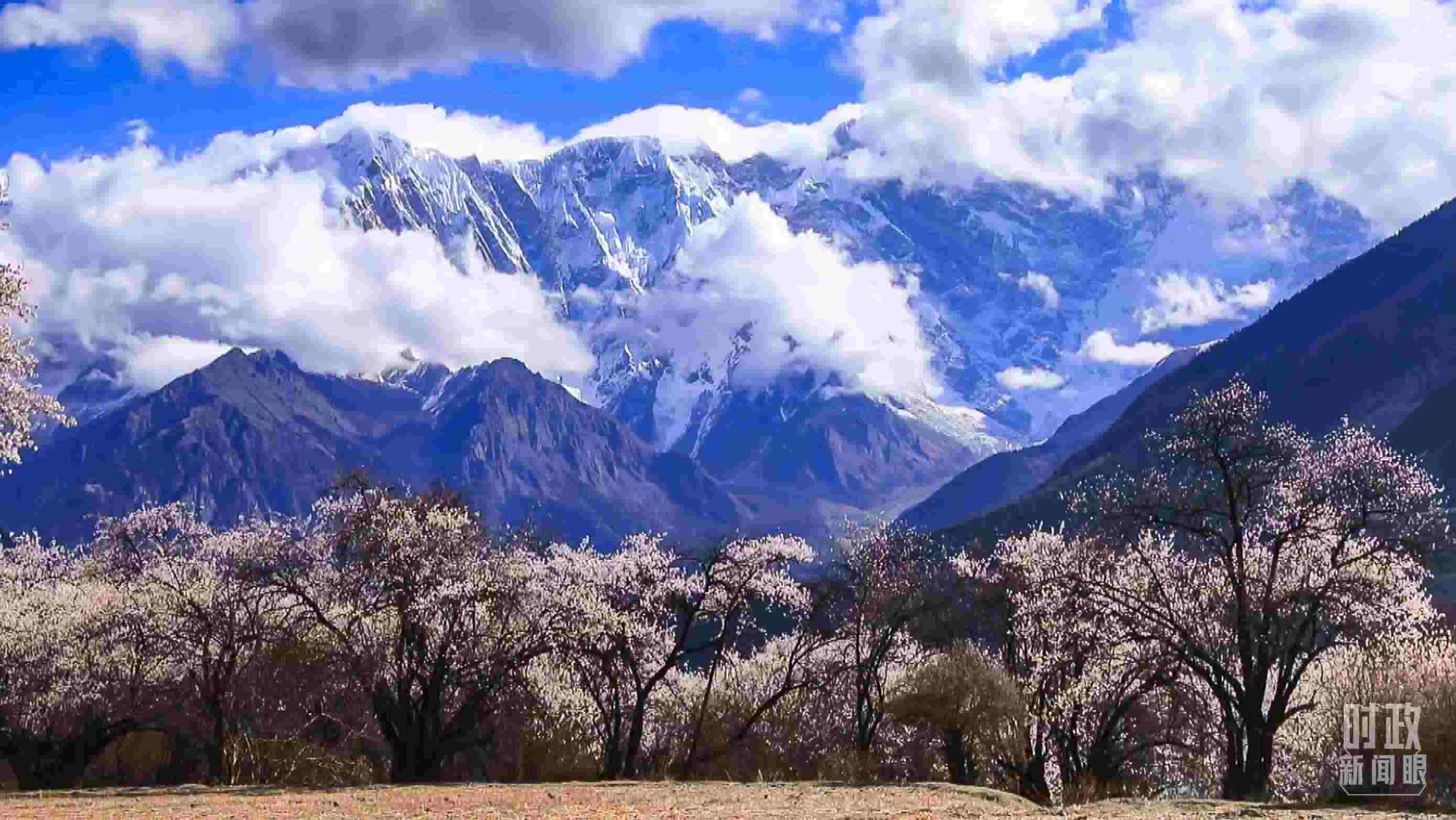 △西藏林芝。（總臺記者李旭拍攝）