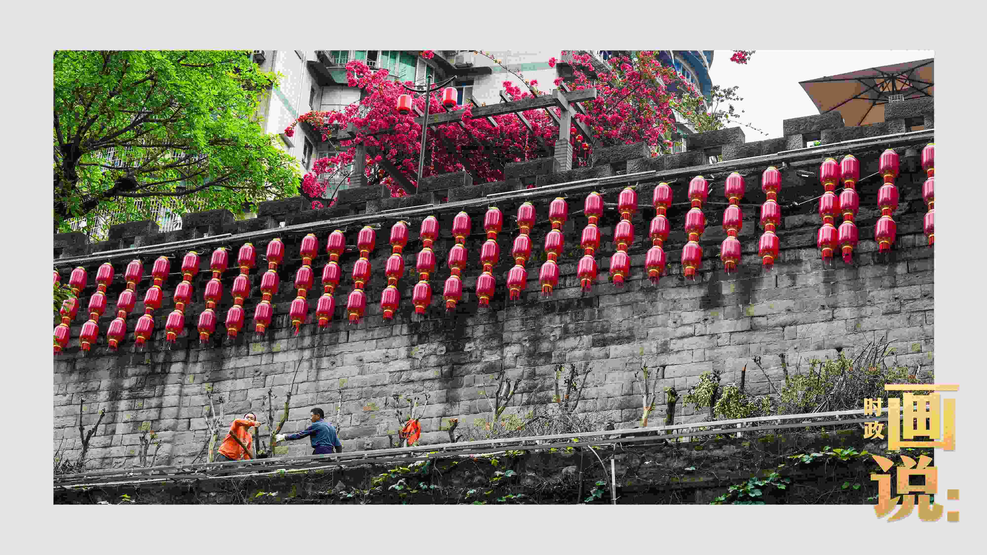△盛放的三角梅下，園林工人修剪著古老通遠門城墻上的一抹新綠。