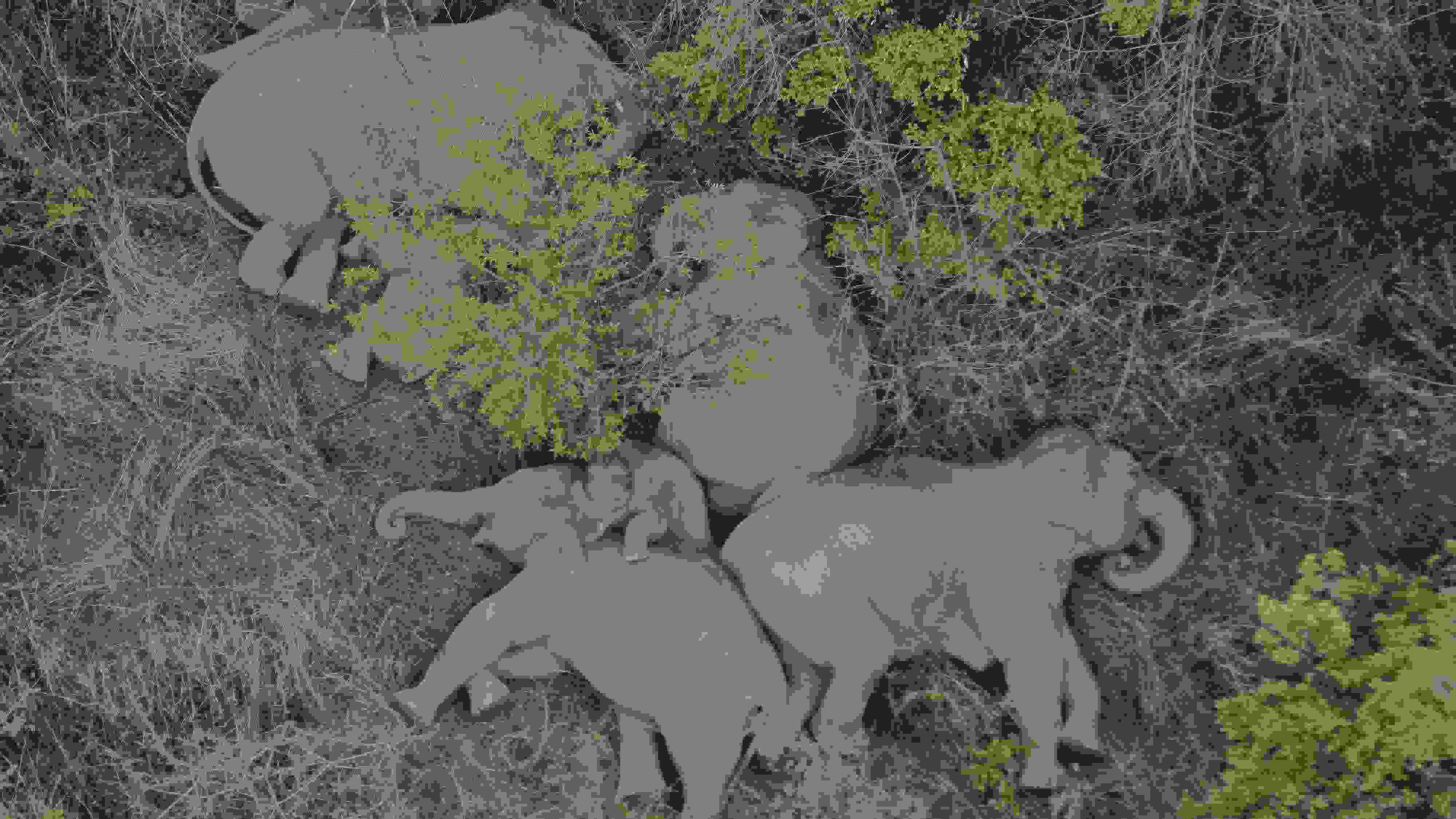 2021年6月7日，航拍顯示亞洲象群在云南省昆明市晉寧區(qū)夕陽鄉(xiāng)山林地里睡覺休息。