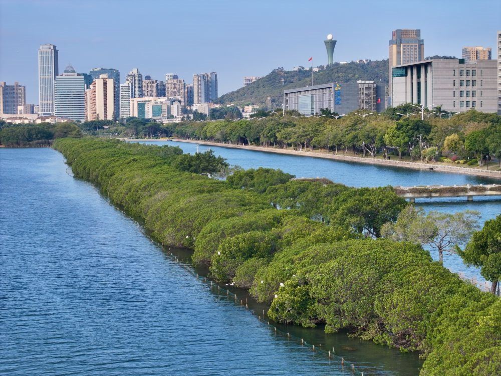 福建廈門筼筜湖紅樹林種植帶（2024年1月24日攝，無人機照片）。